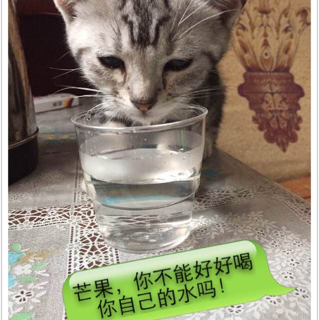 买个假的对公流水账单